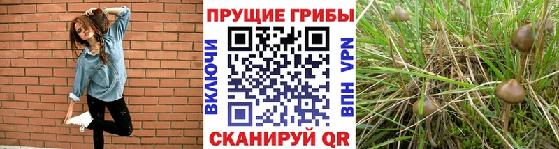 Галлюциногенные грибы Psilocybine cubensis  сколько стоит  Саяногорск 